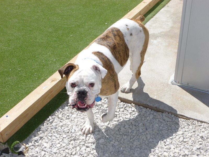 VA Garden March 2104 014